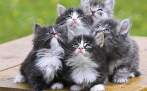 Adorable-Grey-Kittens