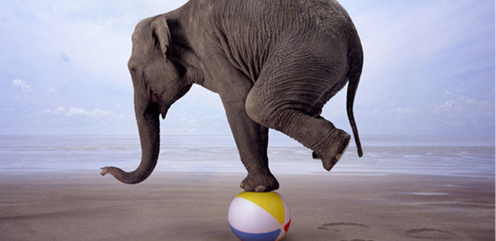 balancing-act-elephant-700x340