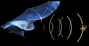echolocating-bat-with-bug-small