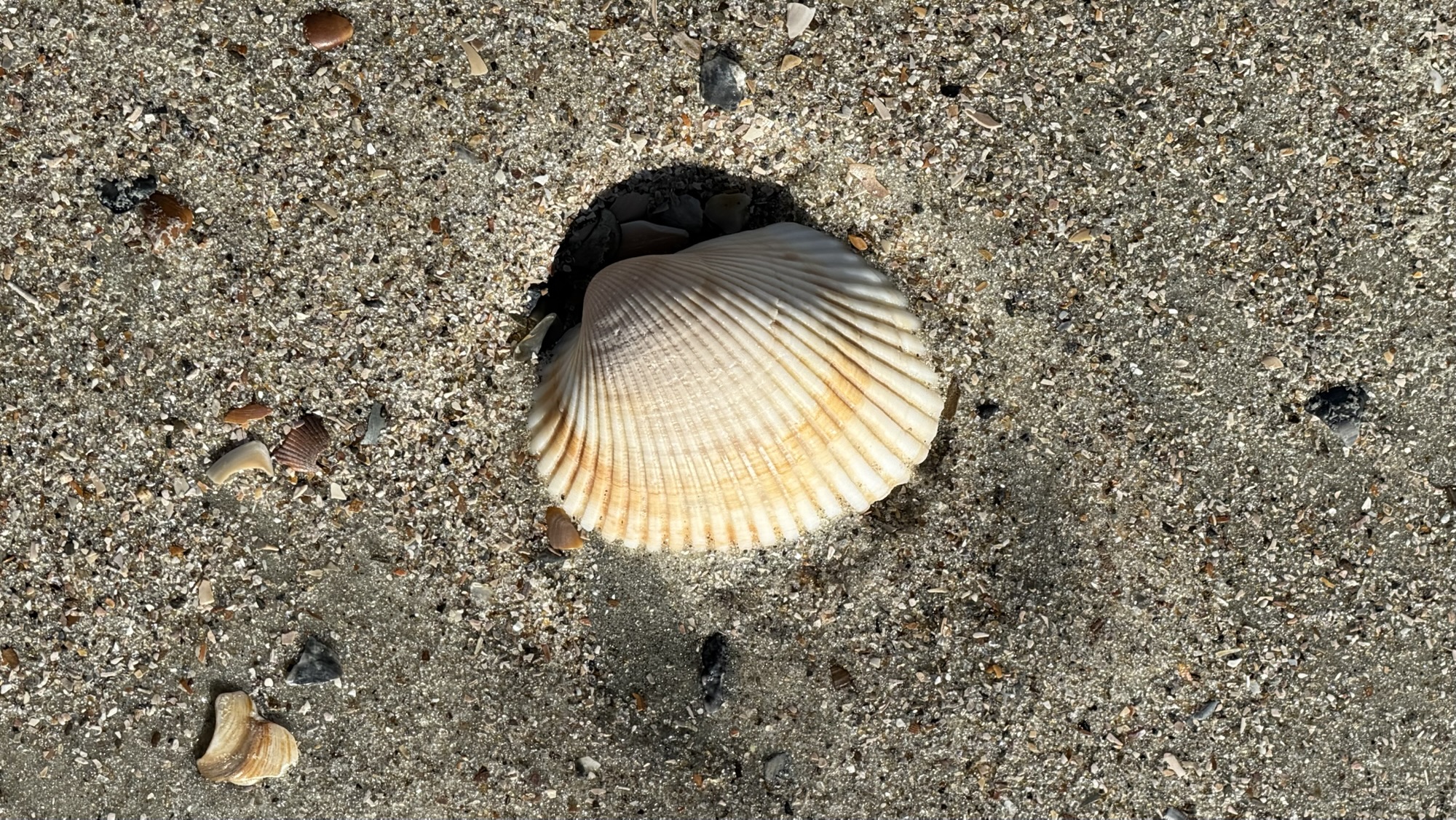 Finding That Perfect Shell On The Beach | Byron's Babbles